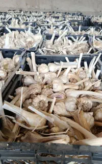بذر سیر علفی