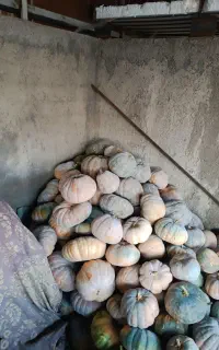 کدو انجیری