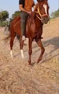 اسب اصیل درجه یک
