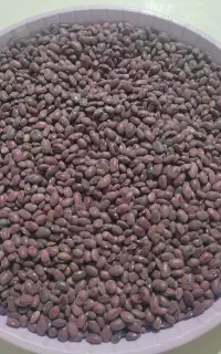 لوبیا قرمز خورشتی