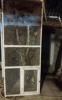 قفس مرغ عشق