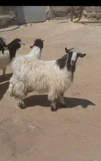 بزغاله