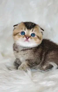 گربه بی نظیر