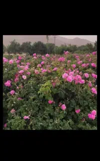 گلاب وعرقیات