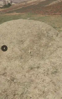 علوفەجار تازە امسال  خرمنکوبشدە