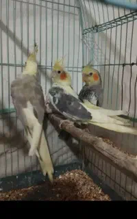 پرنده