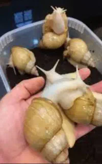 پرورش حلزون ،زالو  بخون