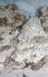 مقدار۵۰۰کیلو پشم تمیزبدون آت اشغال