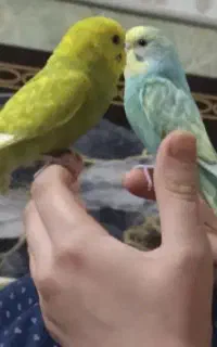 مرغ عشق رنگین کمانی فوری فوری