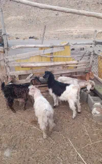 بزغاله برای نگهداری