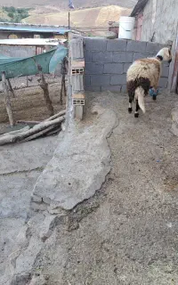 بره قوچ پنلگی