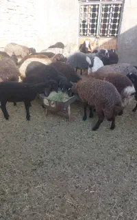 بره نر ماده وشیشک