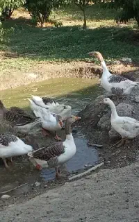 غاز معمولی