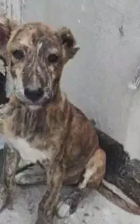 سگ گمشده