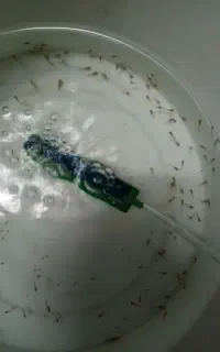 بچه گوپی