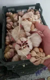 سیر طارم ۳۰۰ کیلو