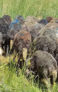 میش بره دار