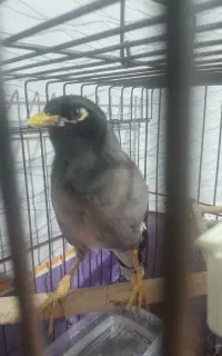 مرغ مینا سخنگو