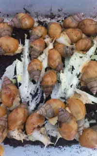حلزون آلبینو