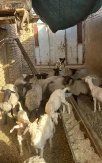 میش رومانوف اصل