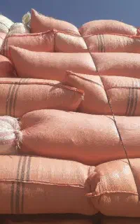 کاه خوشه گندم امسال