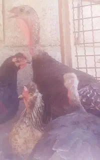 بوقلمون جوان و سرحال
