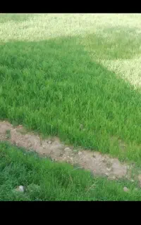 چیدن انگور