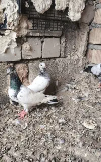 کفتر
