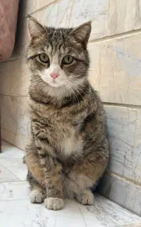 واگذاری گربه