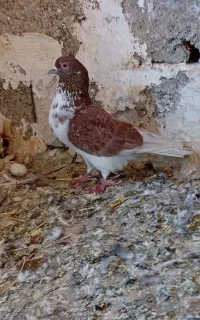 کبوتر