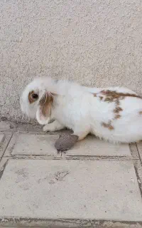 خرگوش لوپ ماده