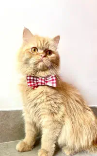 گربه پرشین ماده