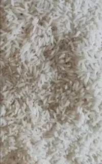 برنج گرگان