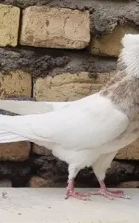 طوقی