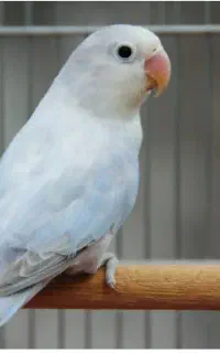 طوطی کوتوله گمشده