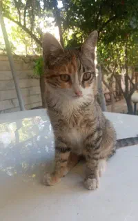 واگذاری رایگان بچه گربه