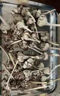 سیر بذری