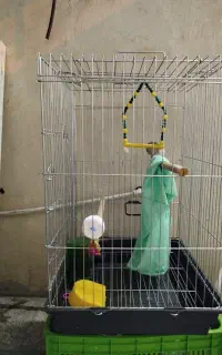 قفس طوطی یا عروس هلندی