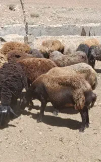۱۰ راس میش هترو و همو