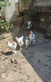 جوجه نیمچه برهما لایت
