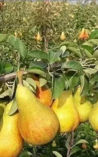 پیش فروش نهال های مثمر و غیر مثمر در سراسر ایران