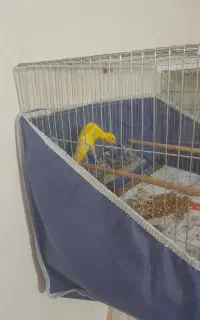 قناری جی بوس نر و ماده