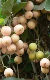 میوه سپستان ،به صورت خشک، تر و تازه