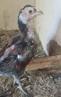 جوجه مرغ لاری ۳ماهه