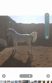 دوعددجای اسب