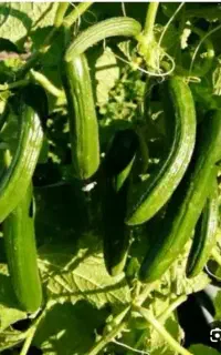 خیار شوری