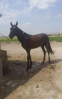اسب