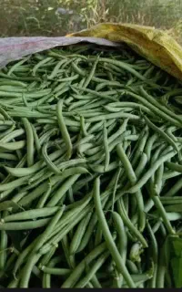 لوبیا سبز گوشتی تر و تازه