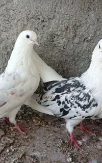دوکت