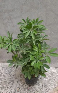 شفلرا